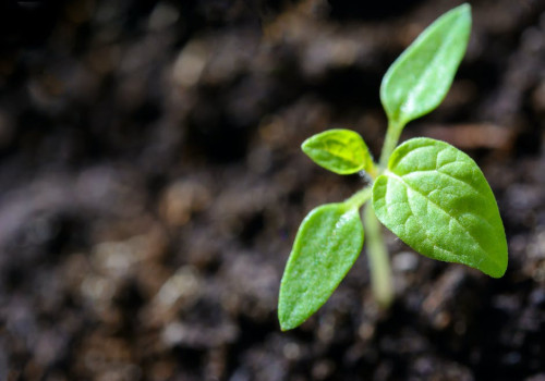 Hoe groene daken bijdragen aan biodiversiteit en klimaatadaptatie