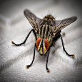 Hor houdt insecten buiten de deur in de lente