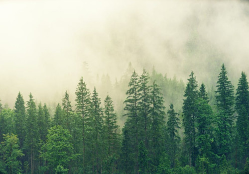 Hoe beïnvloeden bossen het klimaat en waarom zijn ze zo belangrijk?