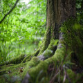 Hoe beïnvloeden bomen het klimaat en de luchtkwaliteit?