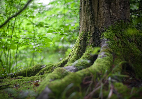 Hoe beïnvloeden bomen het klimaat en de luchtkwaliteit?