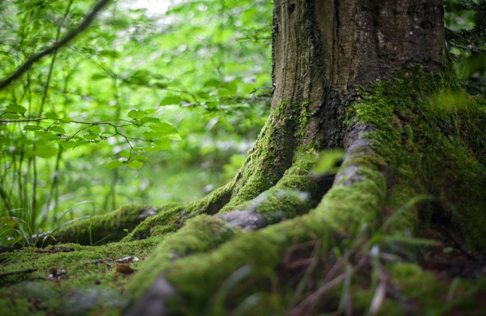Hoe beïnvloeden bomen het klimaat en de luchtkwaliteit?