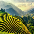 Worden theeplanten in India of China wel duurzaam gekweekt?