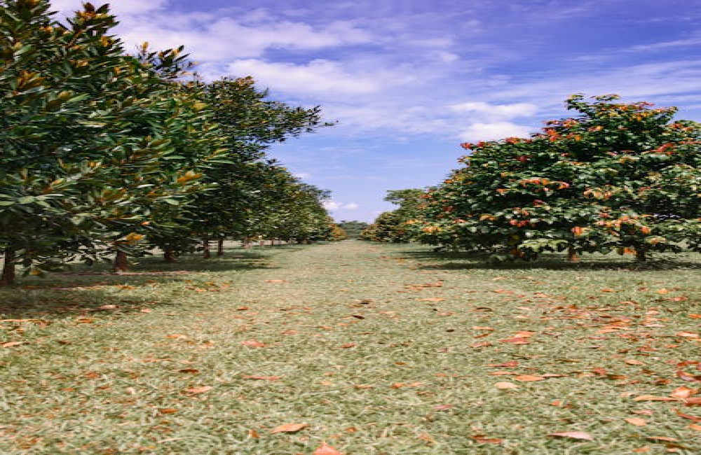 Hoe kan je jouw tuin klimaatvriendelijk inrichten?
