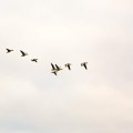 Hoe beïnvloedt klimaatverandering het gedrag van trekvogels?