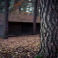 Hoe dragen stadsbomen bij aan een gezonder klimaat en een betere luchtkwaliteit?