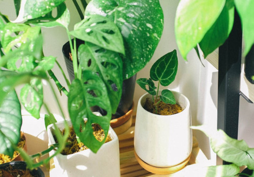 Verschillende manieren om planten aan te schaffen
