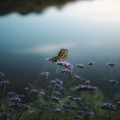 Wat is het effect van microklimaten op biodiversiteit in Nederland?