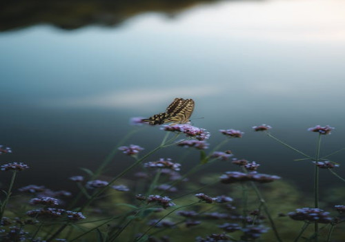 Wat is het effect van microklimaten op biodiversiteit in Nederland?