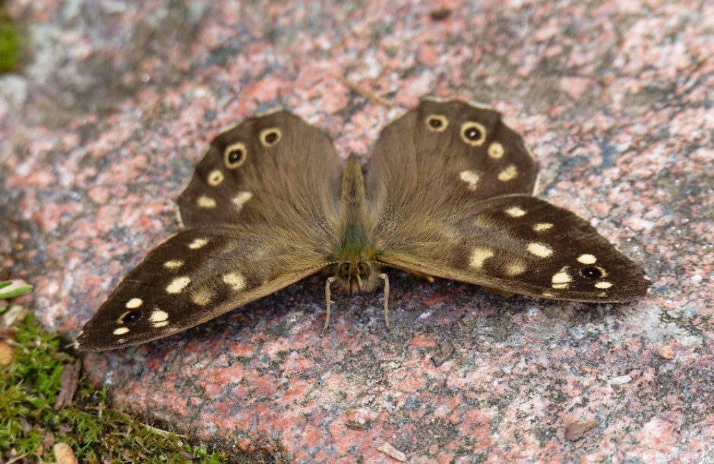 Wat is de relatie tussen biodiversiteit en klimaatverandering?