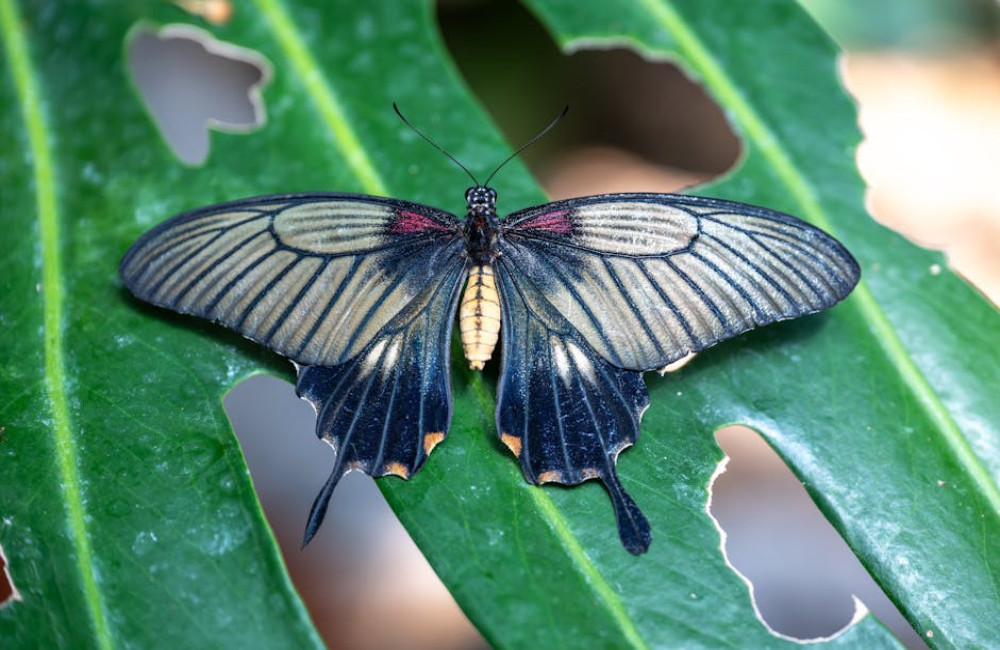 Hoe kunnen microklimaten bijdragen aan biodiversiteit in steden?