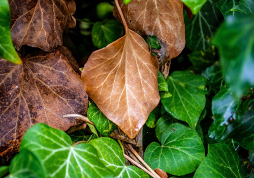 Hoe bevorder je biodiversiteit in je eigen achtertuin?