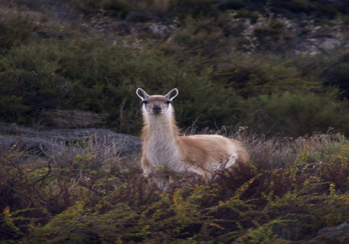 Hoe beïnvloedt klimaatverandering de biodiversiteit in Nederland?