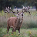 Hoe beïnvloedt klimaatverandering de biodiversiteit in Nederland?