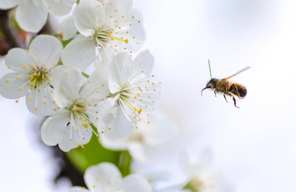 Hoe beïnvloedt klimaatverandering de komst van allergiepollen in Nederland?
