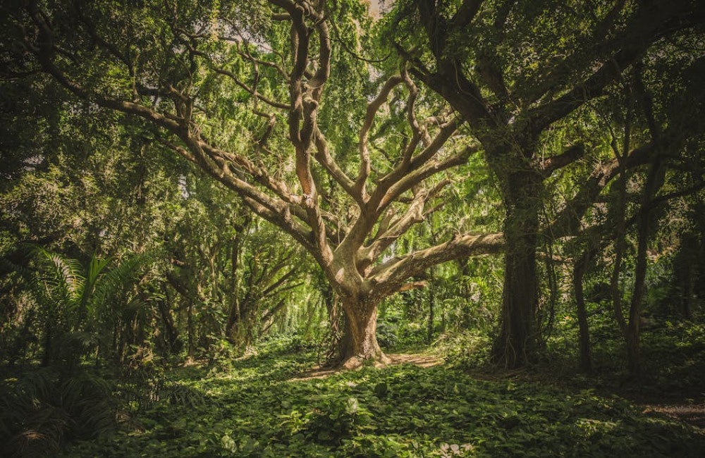 Hoe beïnvloedt klimaatverandering de biodiversiteit in Nederlandse bossen?
