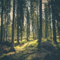 Waarom zijn loofbossen belangrijk voor biodiversiteit en klimaat?
