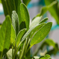Salvia giftig voor katten