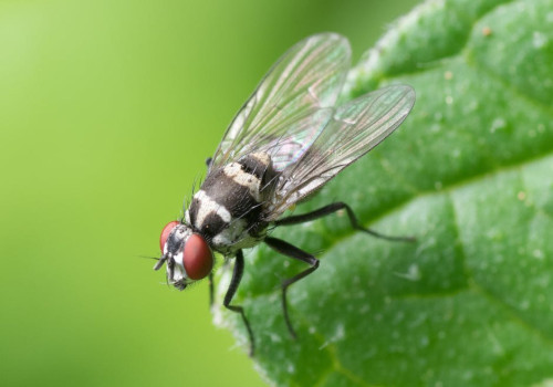 Vliegenvallen, een effectieve oplossing voor vervelende vliegen?