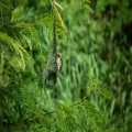 Rafikis nest overnachten in rust en natuur