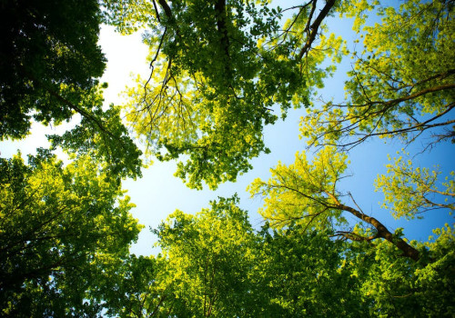Hoe beïnvloeden bomen het microklimaat in steden?