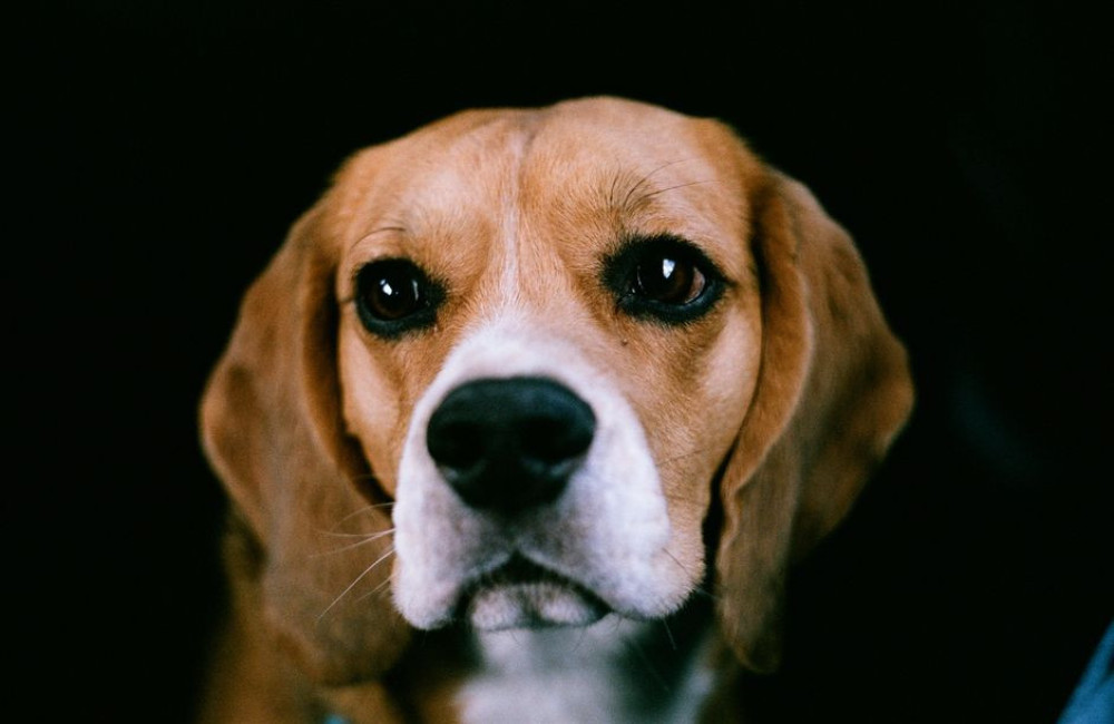 Nederlandse naam beagle: hoe heet dit ras en welke naam past erbij?