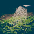 Wat zijn de voordelen van regenwateropvang voor je tuin en het milieu?