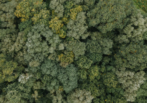 Digitaal versus fysiek: welk bedrijfsmodel heeft de kleinste ecologische voetafdruk?
